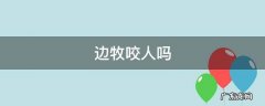 边牧咬人吗吗 边牧咬人吗