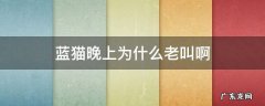 蓝猫晚上为什么老叫啊 蓝猫半夜叫是为什么