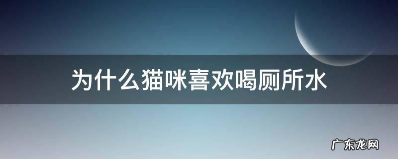 为什么猫咪喜欢喝厕所水 为什么猫咪喜欢去厕所喝水