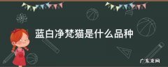 乳白净梵猫是什么品种 蓝白净梵猫是什么品种