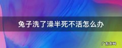 兔子洗了澡半死不活怎么办 为什么给兔子洗个澡就死了?