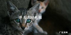 华为8010光猫：如何正确使用和优化网络连接？