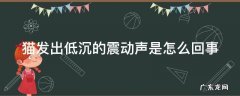 猫发出咕噜咕噜的声音是为什么 猫发出低沉的震动声是怎么回事