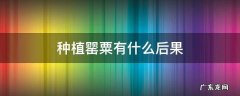 种植罂粟有什么后果 种植罂粟花的后果