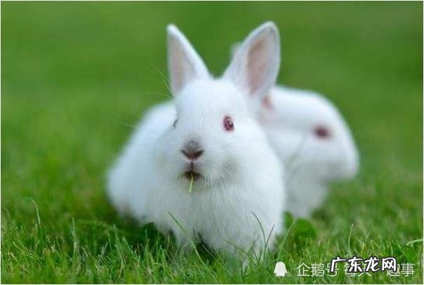生肖兔一生贵人是谁