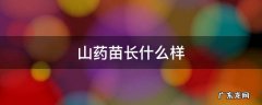 山药苗长什么样 山药苗长什么样子