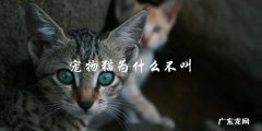 为什么宠物猫不会叫？