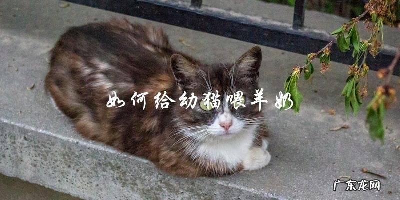 如何正确地给幼猫喂羊奶？