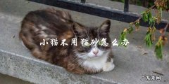 小猫不使用猫砂怎么训练？