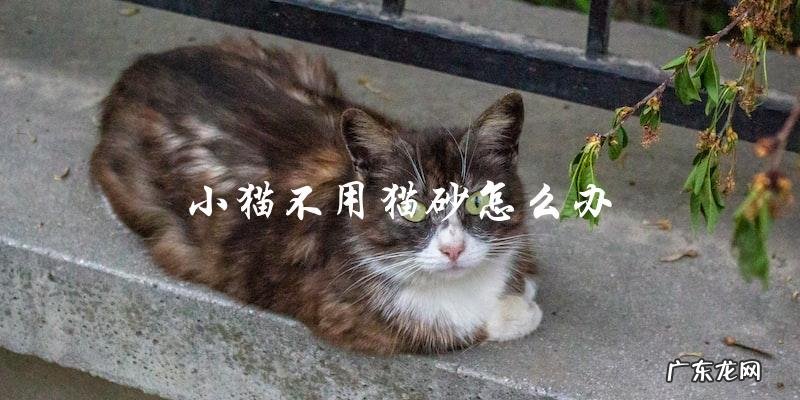 小猫不使用猫砂怎么训练?