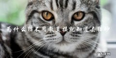 为什么猫天生就知道去猫砂，而不需要教育？