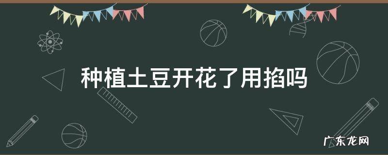 种土豆开花后要掐掉花吗? 种植土豆开花了用掐吗