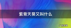 紫背天葵又叫什么 紫背天葵是什么
