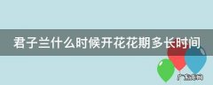 君子兰什么时候开花花期多长时间 君子兰什么时候开花?