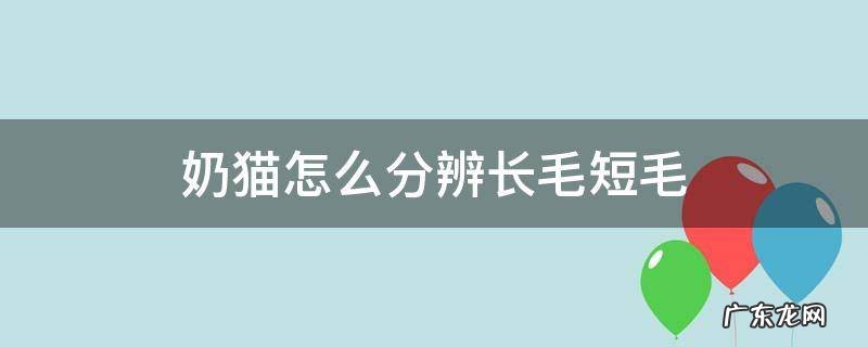 奶猫怎么看是长毛还是短毛? 奶猫怎么分辨长毛短毛