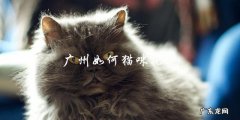 如何在广州进行猫咪托运？