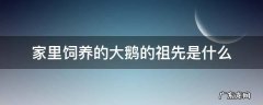 家里饲养的大鹅的祖先是什么 家中饲养的大鹅的祖先
