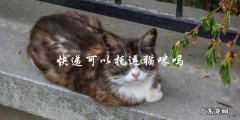 快递是否可以接受猫咪托运？