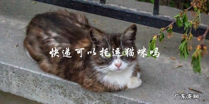 快递是否可以接受猫咪托运?