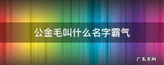 金毛狗的名字洋气点的 公金毛叫什么名字霸气