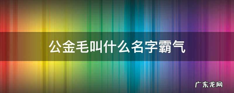 金毛狗的名字洋气点的 公金毛叫什么名字霸气