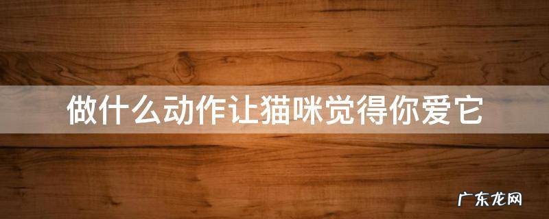 跟猫做什么动作表示你喜欢它 做什么动作让猫咪觉得你爱它