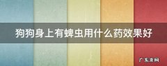 治疗狗身上蜱虫的药 狗狗身上有蜱虫用什么药效果好