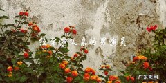 他们经常演父亲，却能否成为好父亲？