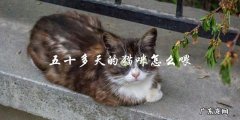 五十多天的猫咪应该怎样喂养？