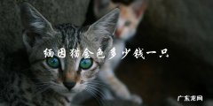 缅因猫金色品种的价格是多少？