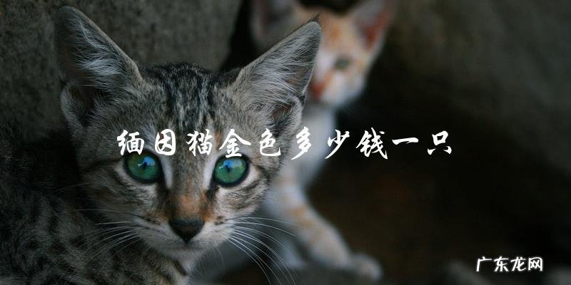 缅因猫金色品种的价格是多少?