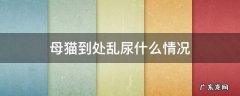 母猫为什么总乱尿 母猫到处乱尿什么情况