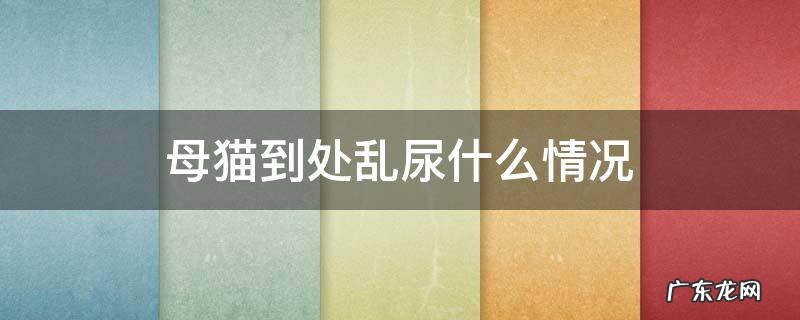 母猫为什么总乱尿 母猫到处乱尿什么情况