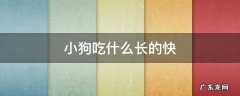 宠物狗吃什么长得快 小狗吃什么长的快
