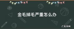 金毛掉毛严重怎么办,找到原因是关键 金毛掉毛严重怎么办