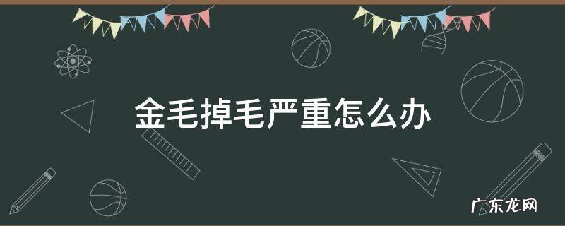 金毛掉毛严重怎么办,找到原因是关键 金毛掉毛严重怎么办
