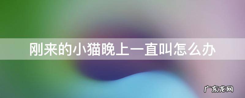 小猫刚回来晚上一直叫 刚来的小猫晚上一直叫怎么办