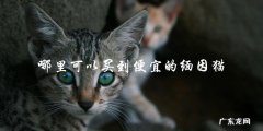 在哪里能够找到价格实惠的缅因猫？