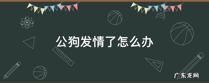 公狗发情怎么办泰迪 公狗发情了怎么办