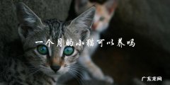 「一个月大的小猫适合养吗？」