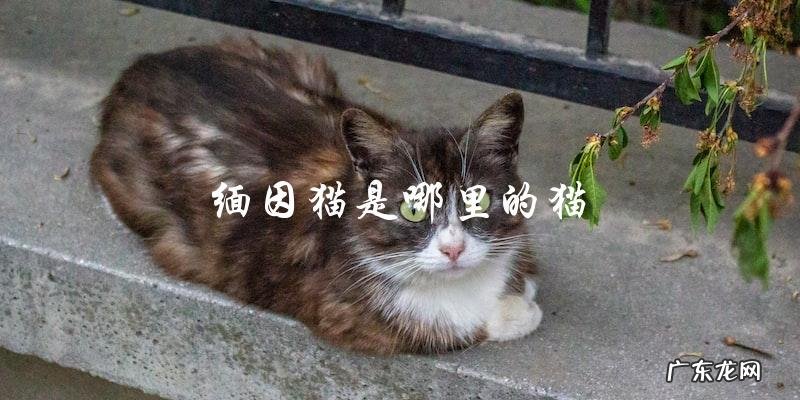 缅因猫的起源地是哪里?