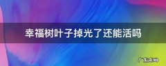 幸福树叶子掉光了还能活吗 幸福树叶子都掉光了还能活吗