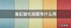 鱼缸硝化细菌有什么用 鱼缸用的硝化细菌有什么作用