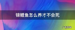 锦鲤鱼怎么养才不会死 锦鲤鱼养一养就死了