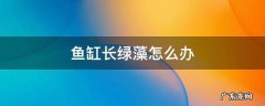 鱼缸长绿藻怎么办 鱼缸有绿藻怎么消除