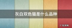 灰白双色猫是什么品种 白灰颜色的猫是什么品种