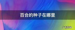 百合种子在哪个位置 百合的种子在哪里