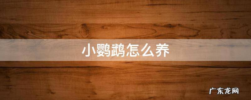 小鹦鹉怎么养 刚破壳的小鹦鹉怎么养