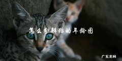 如何通过猫的年龄图来判断猫的年龄？