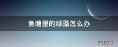鱼塘里的绿藻怎么办 鱼塘有绿色水藻怎么办